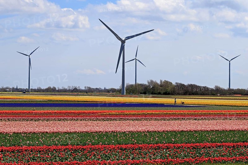 Blooming tulip field near Alkmaar
