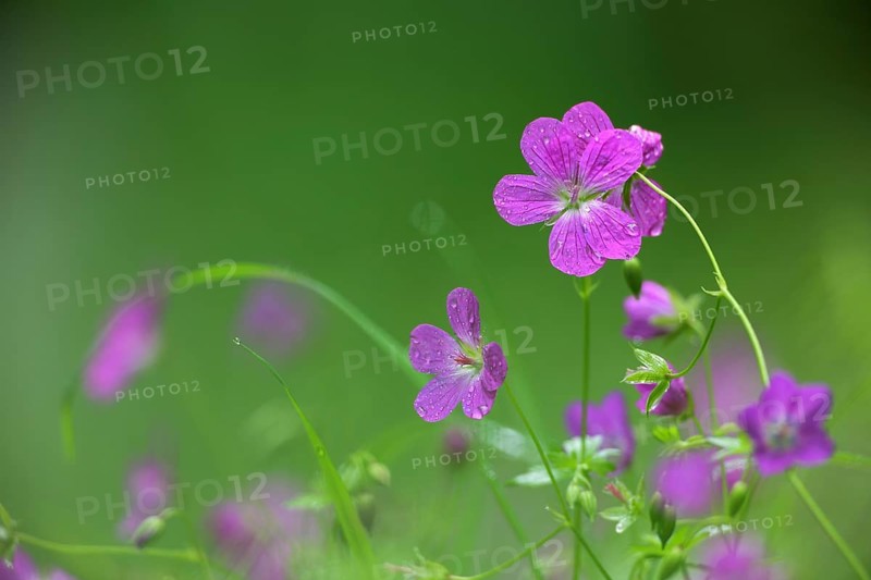 Marsh cranesbill