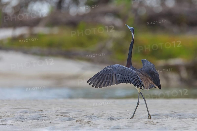 Tricolored heron