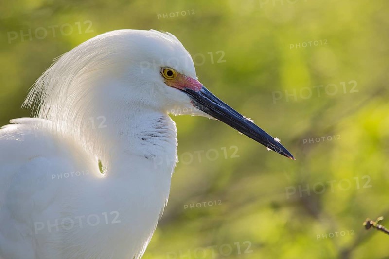 Snowy Egret
