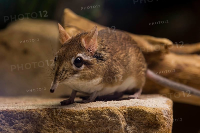 Rufous elephant shrew