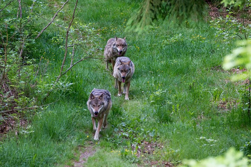 Gray wolves