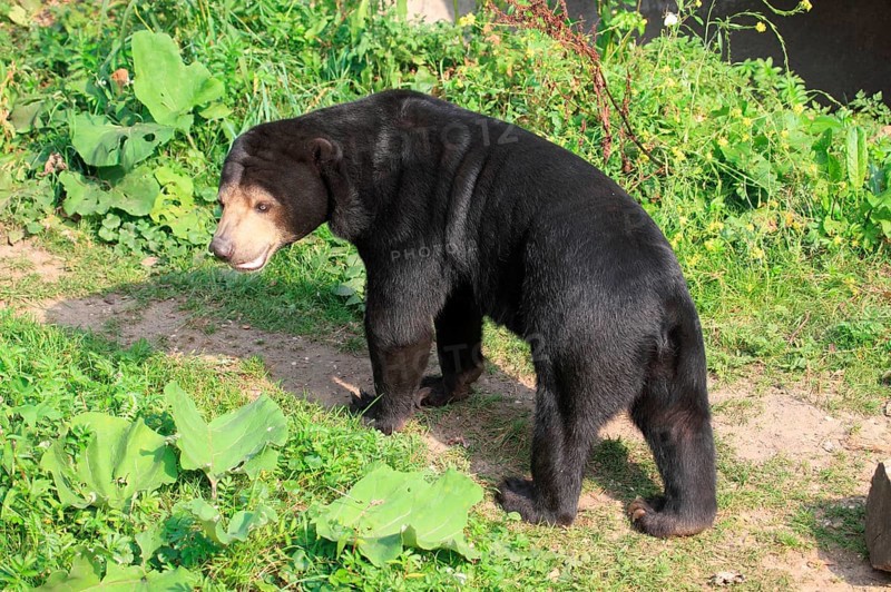 Malayan sun bear