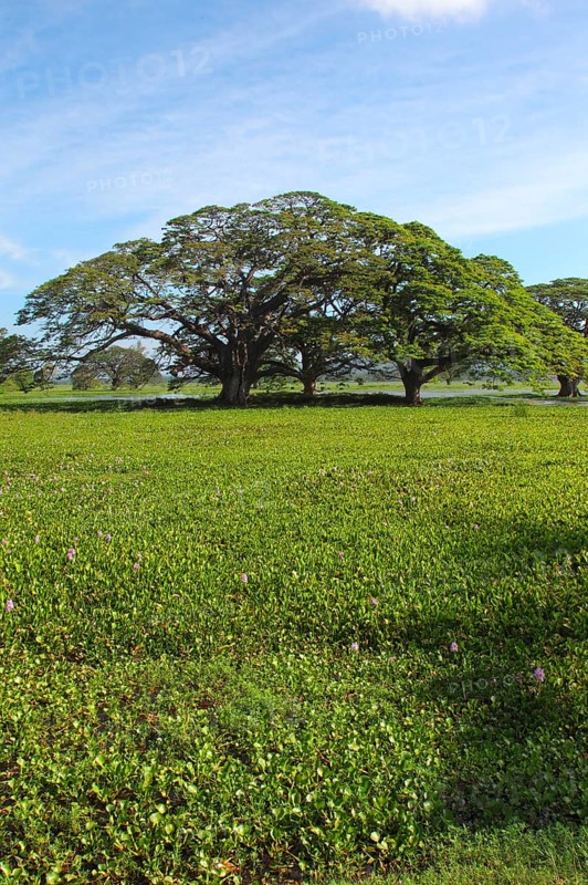 Lake and thick-stalked Common water hyacinth