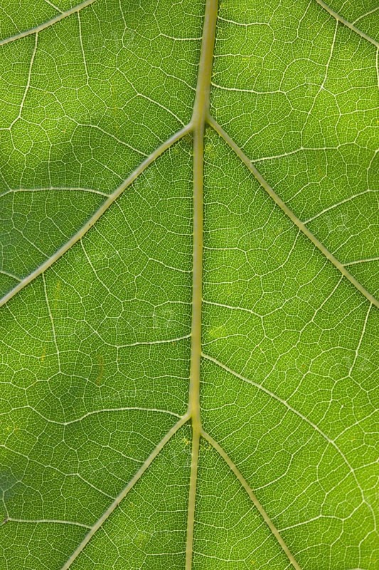 Leaf