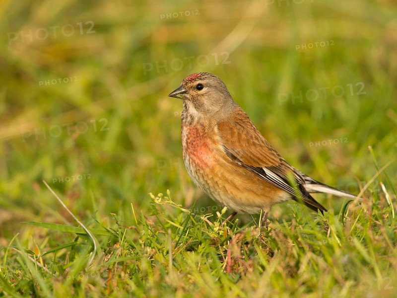 Linnet