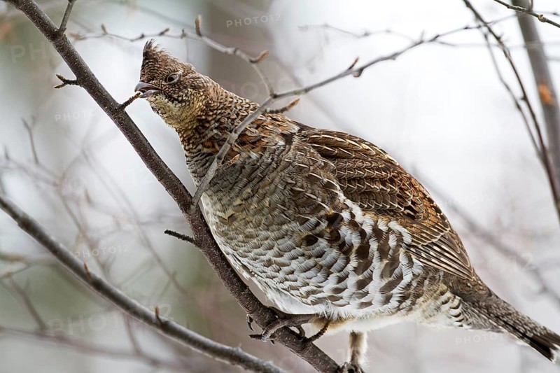 Ruffed grouse