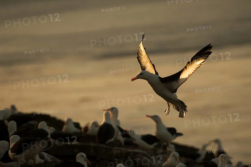 Black-browed Albatross