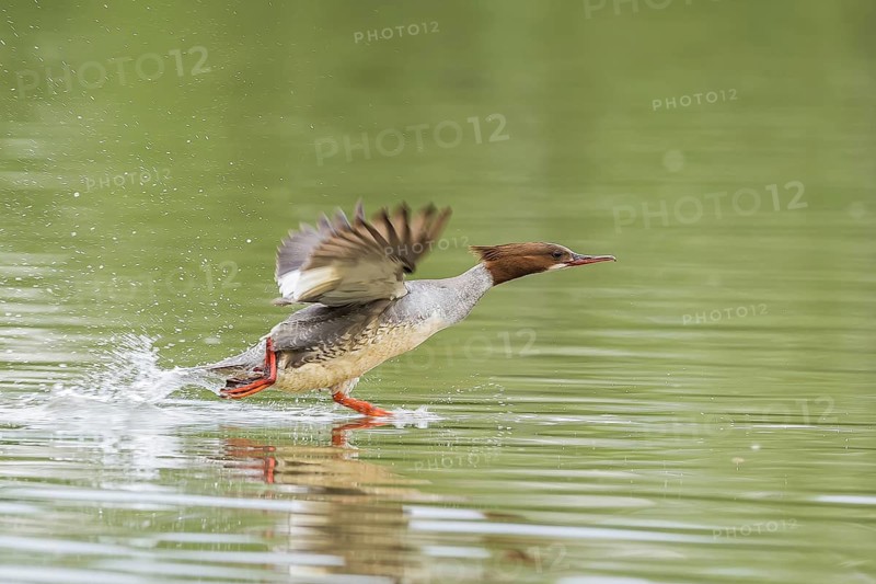 Smew