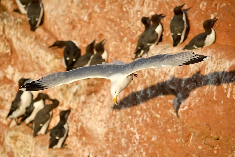 Common European gull
