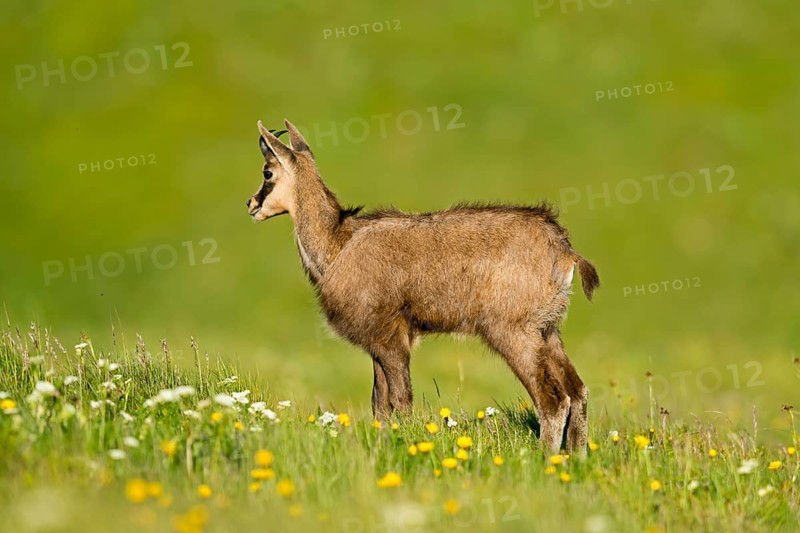 Chamois