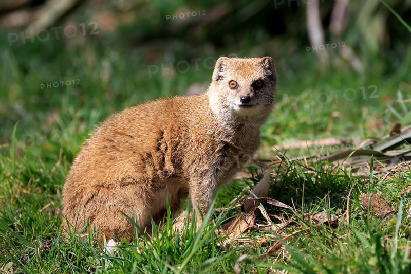 Red meerkat