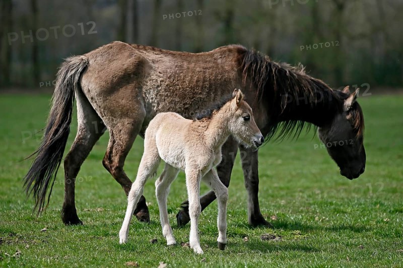 Wild Horse Duelmen