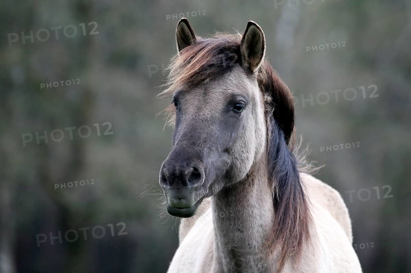 Wild Horse Duelmen