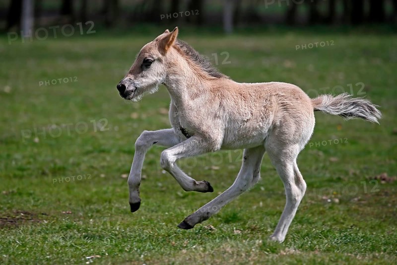 Wild Horse Duelmen