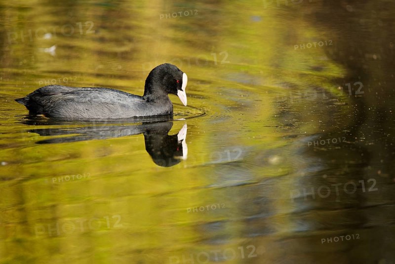 Eurasian coot