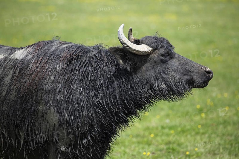 Water buffalo