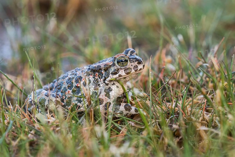 Green Toad