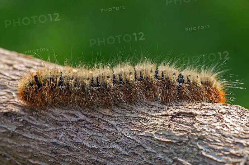 Oak moth