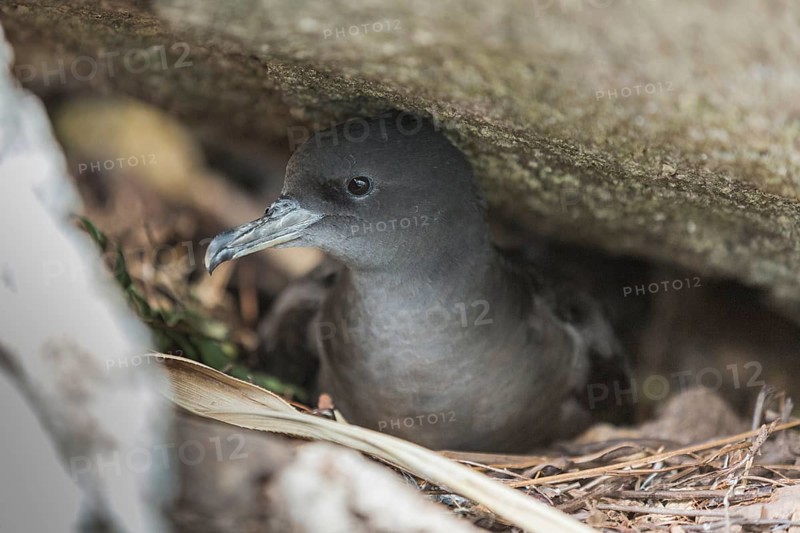 Wedge-tailed Shearwater