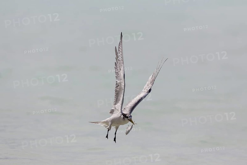 Greater Crested Tern