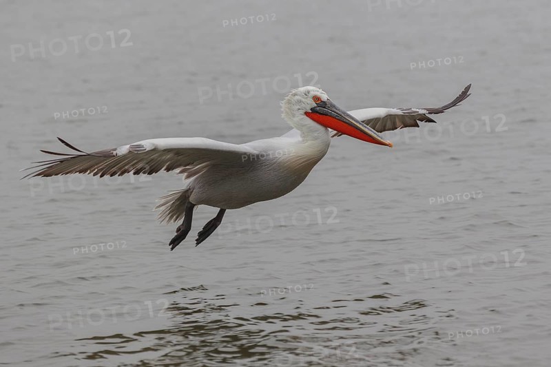 Dalmatian pelican