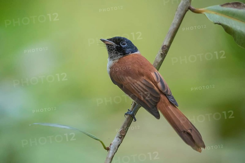 Seychelles Paradise Flycatcher f