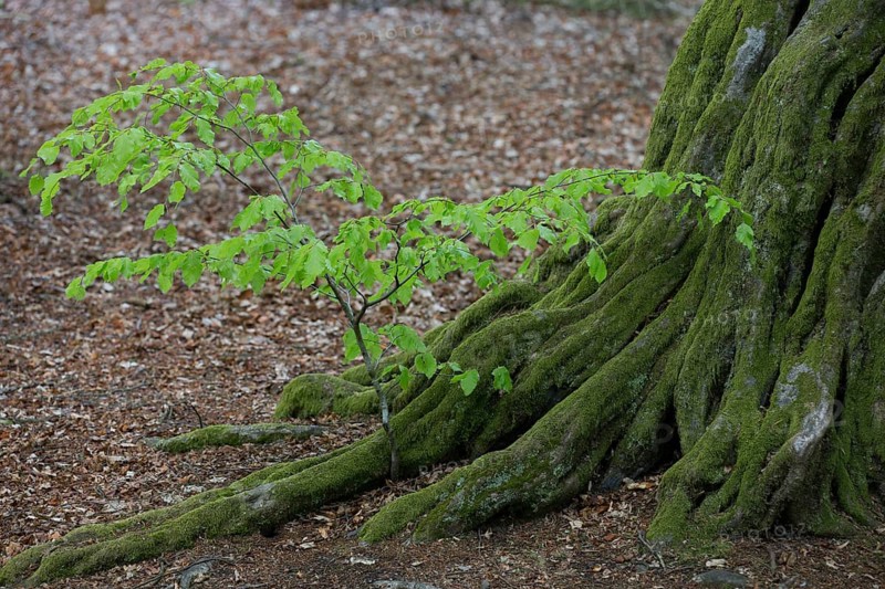 European hornbeam
