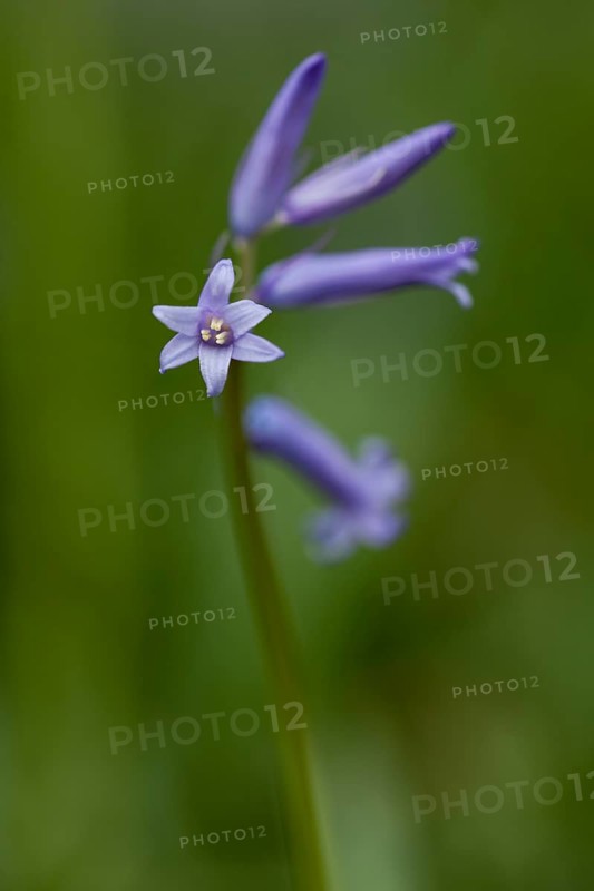 Bluebell