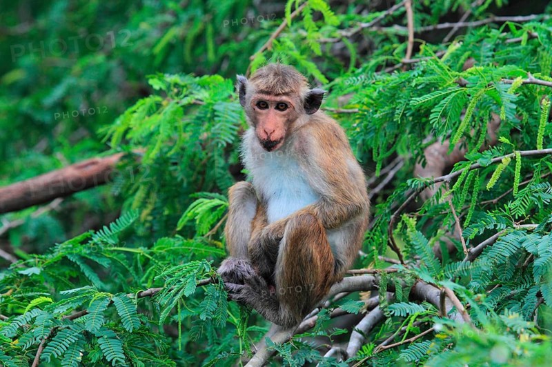 Toque macaque