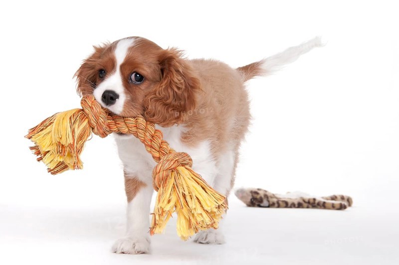 Cavalier King Charles Spaniel