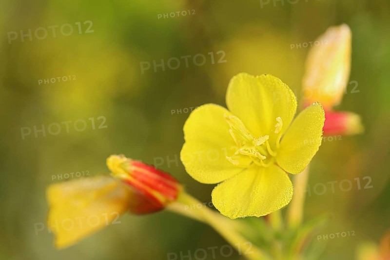 Common Common evening primrose