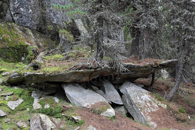 Swiss pine