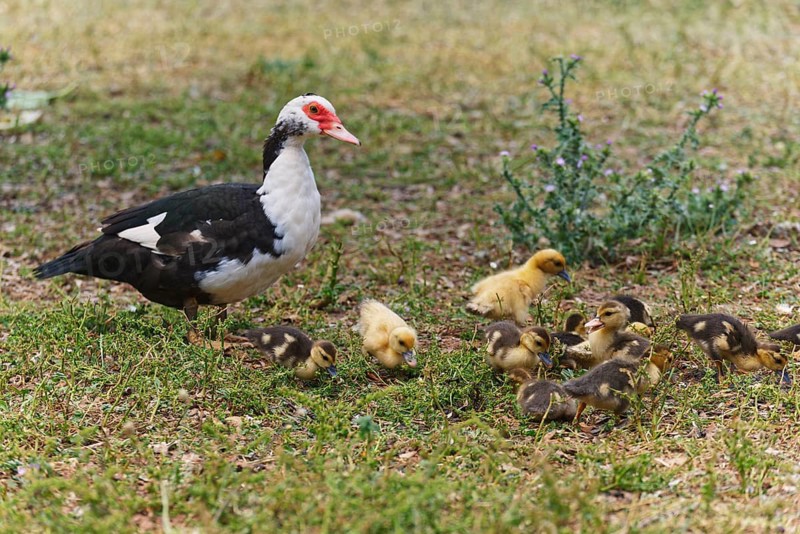 Ducklings with mother