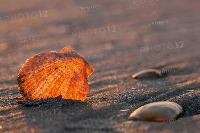 Small pilgrim mussel