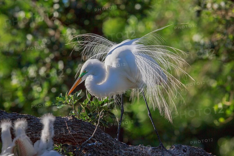 Great egret