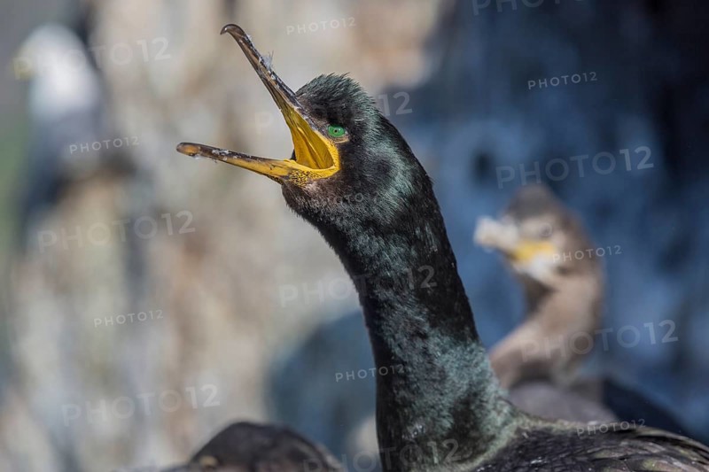 Common shag
