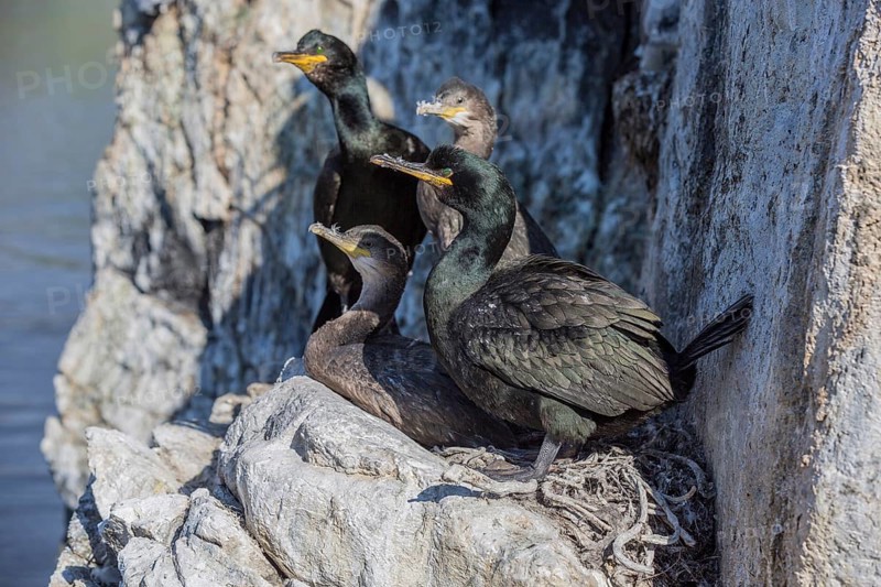 Common shag