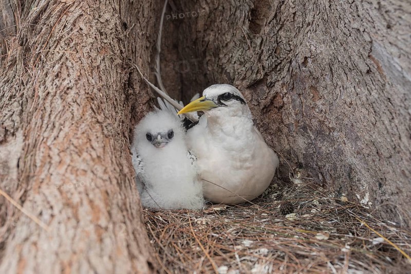 White-tailed tropicbird