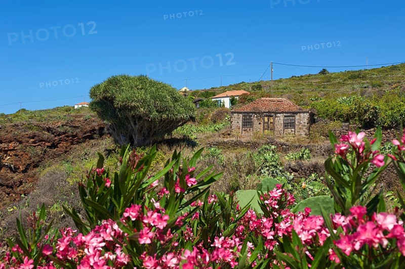 Old farmhouse with dragon tree in Garafia