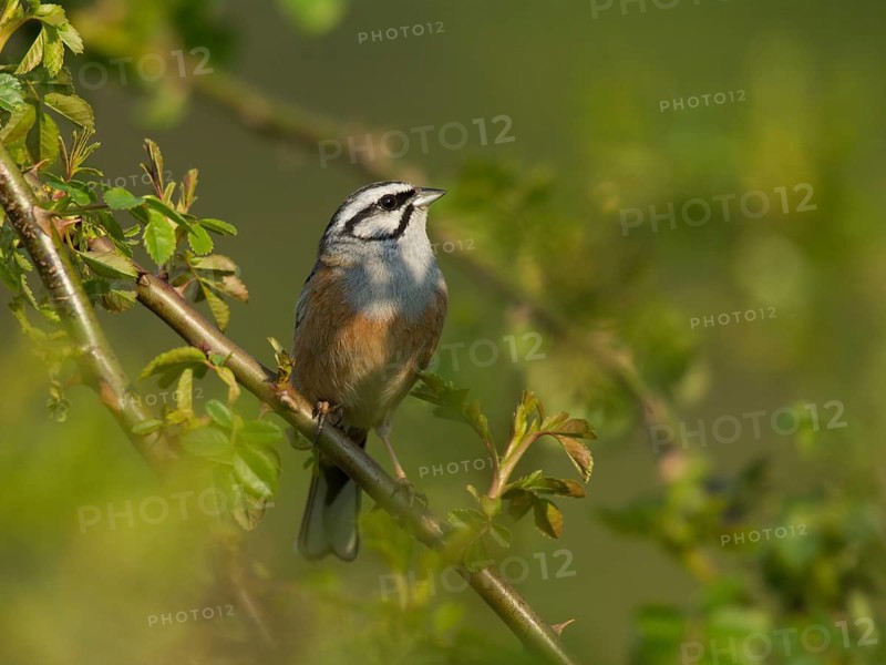 Rock Bunting
