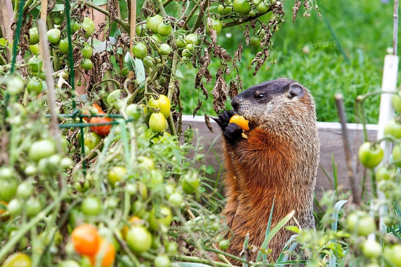 Marmot eating tomatoes in a garden
