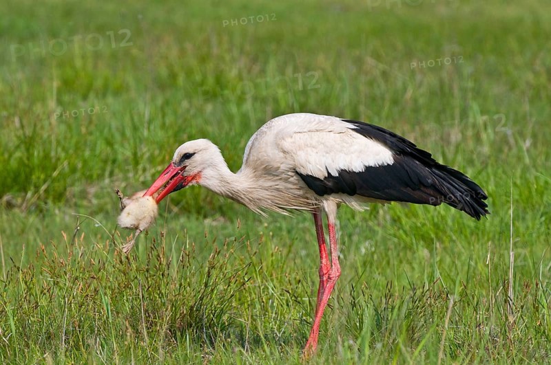 Weissstorch