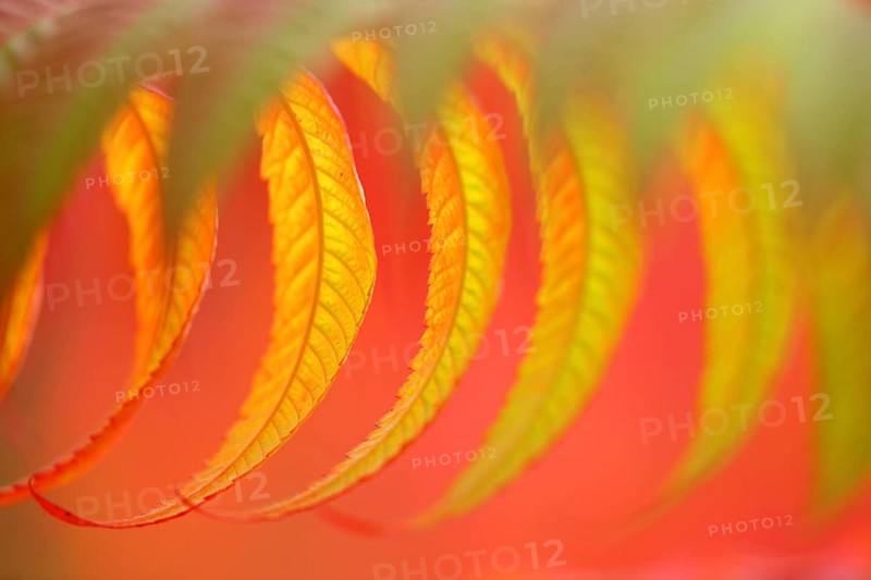 Staghorn sumac