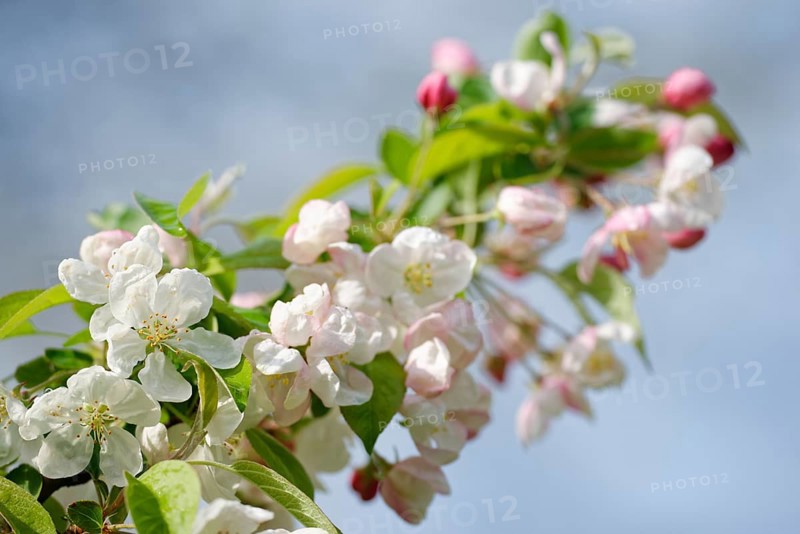 European crab apple