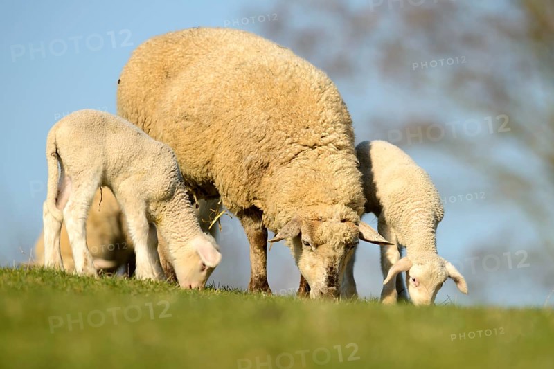 Merino sheep and lambs