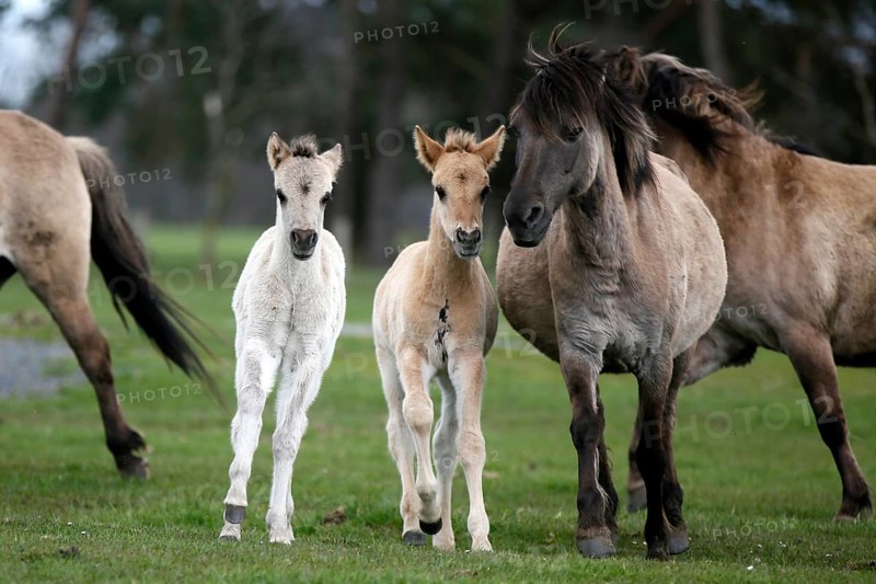 Wild Horse Duelmen