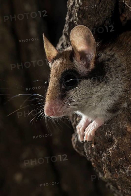 Garden dormouse