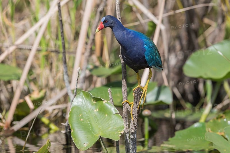 American purple gallinule