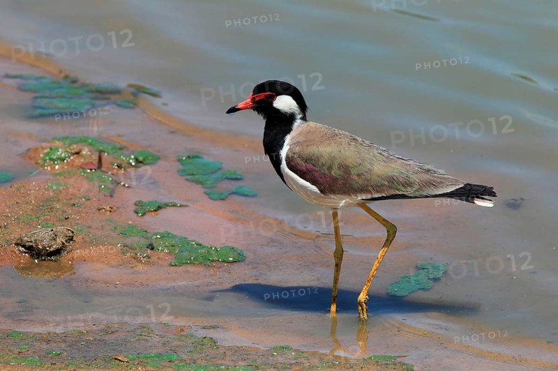 Red-wattled Lapwing
